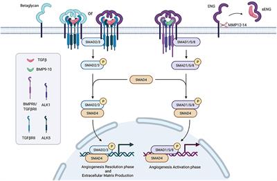 Endoglin and Systemic Sclerosis: A PRISMA-driven systematic review